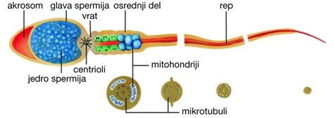Diagram poti spermija do jajčne celice in točke, kjer morfologija vpliva