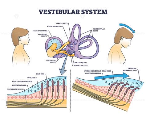 Infografika: Oči, vrat in vestibularni sistem ter njihov vpliv na branje