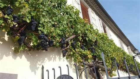 Zemljevid poti splavarjenja: Koblarjev zaliv - Lent, zgodovinske točke in najstarejša trta