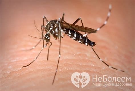 комар рода Aedes - переносчик вируса Зика