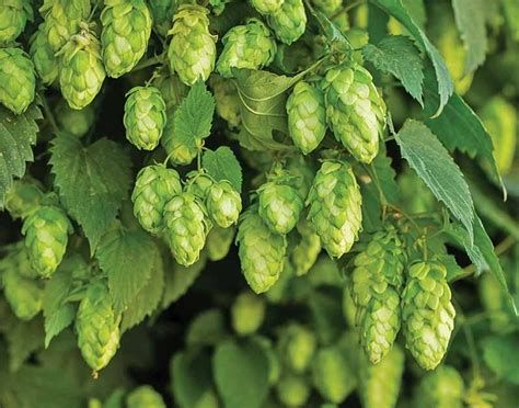 hmelj rastlina šiške hmelja