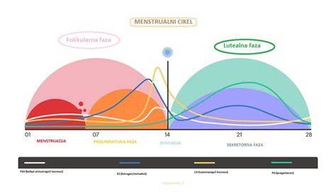 Diagram menstrualnega cikla z označeno ovulacijo in implantacijsko krvavitvijo