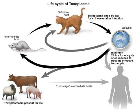 shema življenjskega cikla Toxoplasma gondii