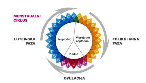 Šema menstrualnega cikla in ovulacije