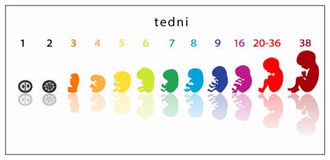 Infografika: Razvoj ploda po tednih in pomembni mejniki