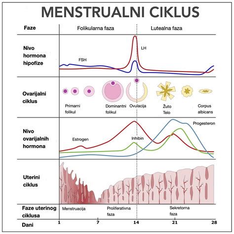 Prikaz faz menstrualnega cikla: menstruacija, folikularna faza, ovulacija, lutealna faza