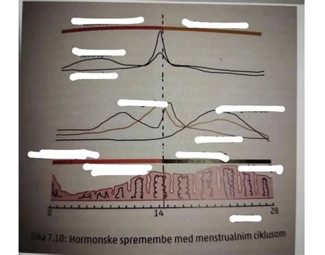 Hormonske spremembe med nosečnostjo - diagram