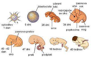 infografika: razvoj zarodka v 5. tednu in ključne nevarnosti