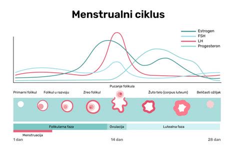 Infografika: Ženski reproduktivni ciklus in menopavza - ključni hormoni, ovulacija, in razlaga perimenopavze