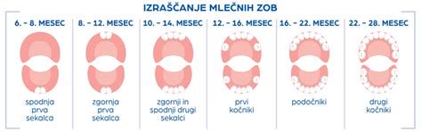 Infografika: vrstni red izraščanja mlečnih zob