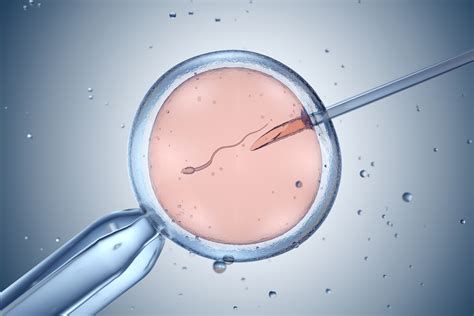 shema postopka IVF (punkcija, oploditev, razvoj zarodkov, transfer)