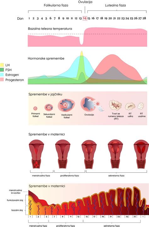 diagram menstrualni ciklus in pojavi izcedkov