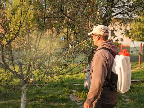 Fotografija: Škropljenje sadnega drevja s pripravkom iz preslice