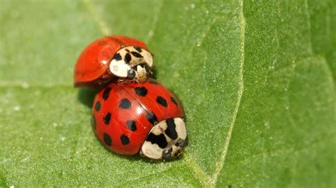 harlekinska pikapolonica na listu