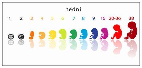 infografika velikosti in teže ploda v 37. tednu