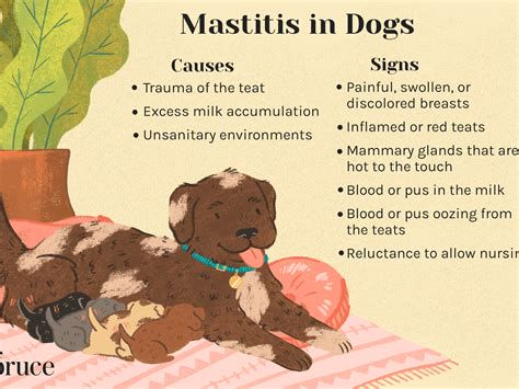 ilustracija mastitis simptomi in nega