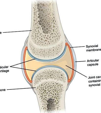 Infografika: anatomia bedrového kĺbu a poloha noh pri balení na široko