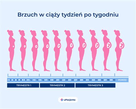 porównanie brzucha w różnych tygodniach ciąży - schemat